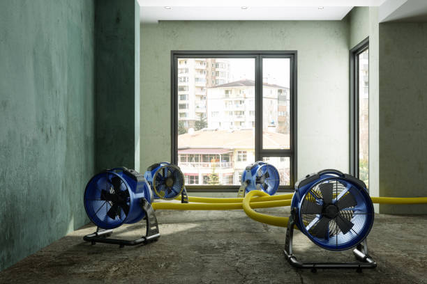 Best Mold removal after water damage  in George West, TX